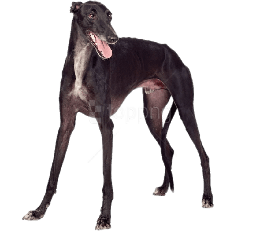 Greyhound PNG Images.