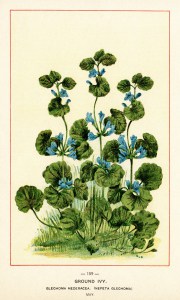 ground ivy image, botanical ivy illustration, vintage floral.