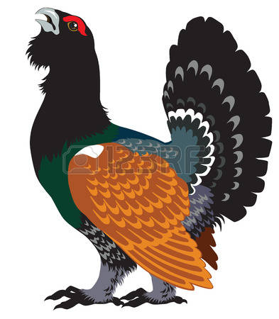 267 Grouse Cliparts, Stock Vector And Royalty Free Grouse.