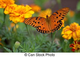 Picture of Gulf Fritillary Butterfly.