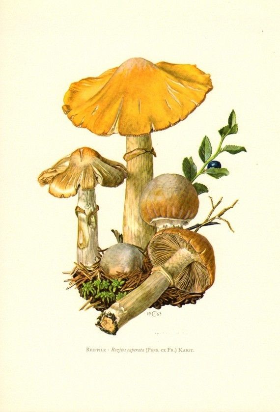 17 Best images about creare funghi Mushrooms on Pinterest.