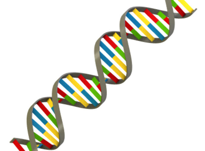 Dna Clipart.