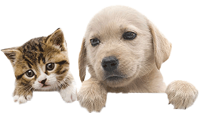 Bow Wow Pet Names: Perfect Dog Name or Cat Name for your new Pet.