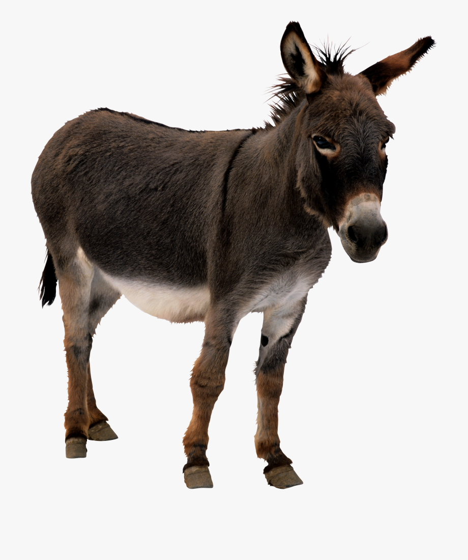 Mule Clipart Transparent Background.