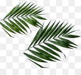 Daun PNG and Daun Transparent Clipart Free Download..