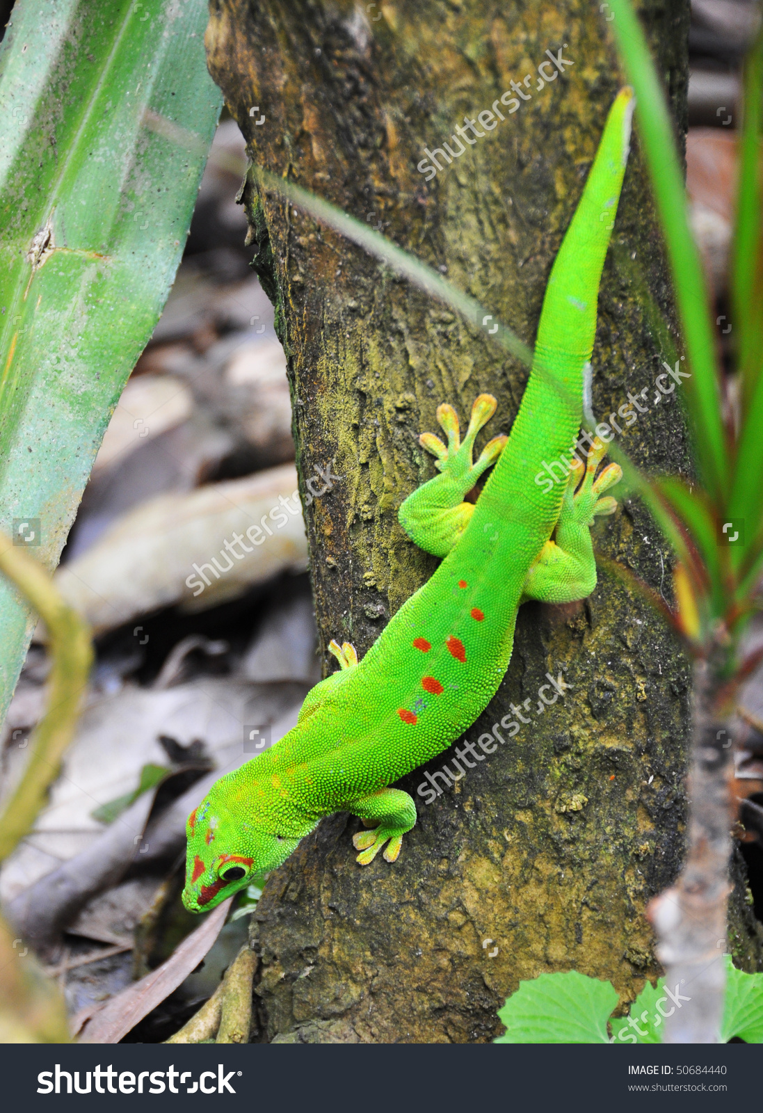 Madagascar Day Gecko Stock Photo 50684440.