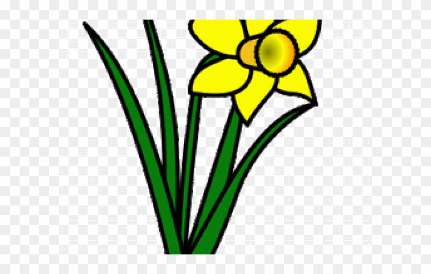 Daffodils Clipart Leek.