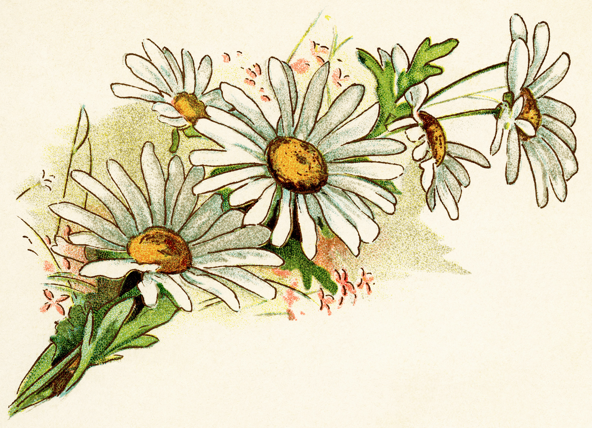 Daisies Clipart & Daisies Clip Art Images.