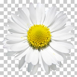 1,272 daisy Vector PNG cliparts for free download.