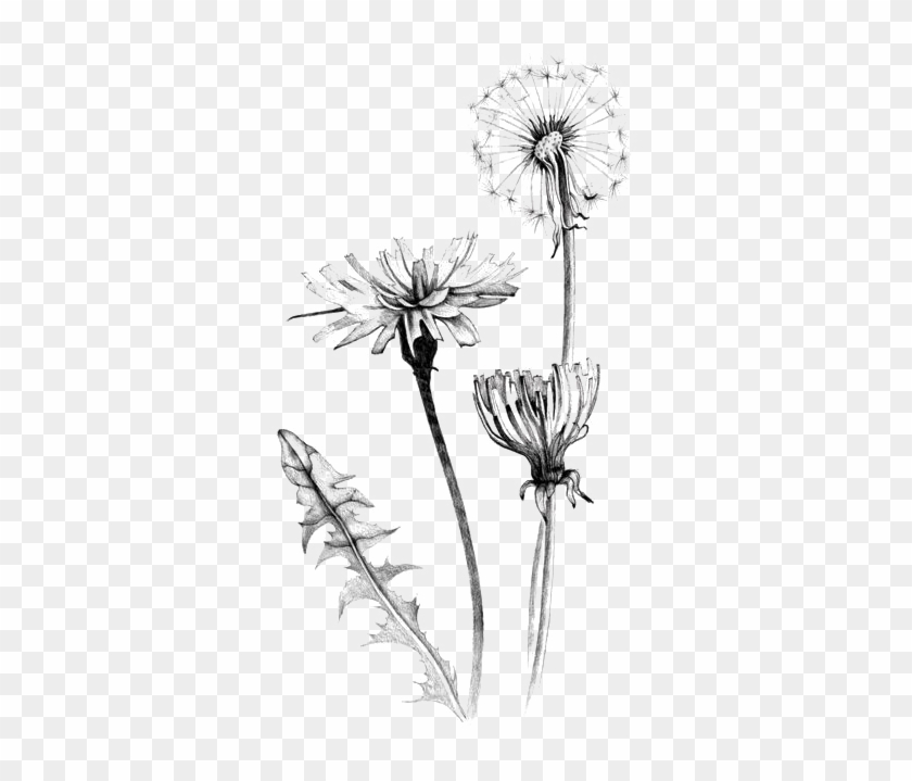 Graphic Royalty Free Download Common Dandelion Art.