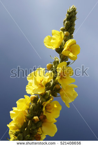 Black Mullein Dark Mullein Verbascum Nigrum Stock Photo 521408803.