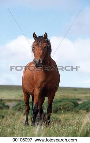 Picture of Dartmoor, Dartmoor Ponies, Dartmoor Pony, Juniors.