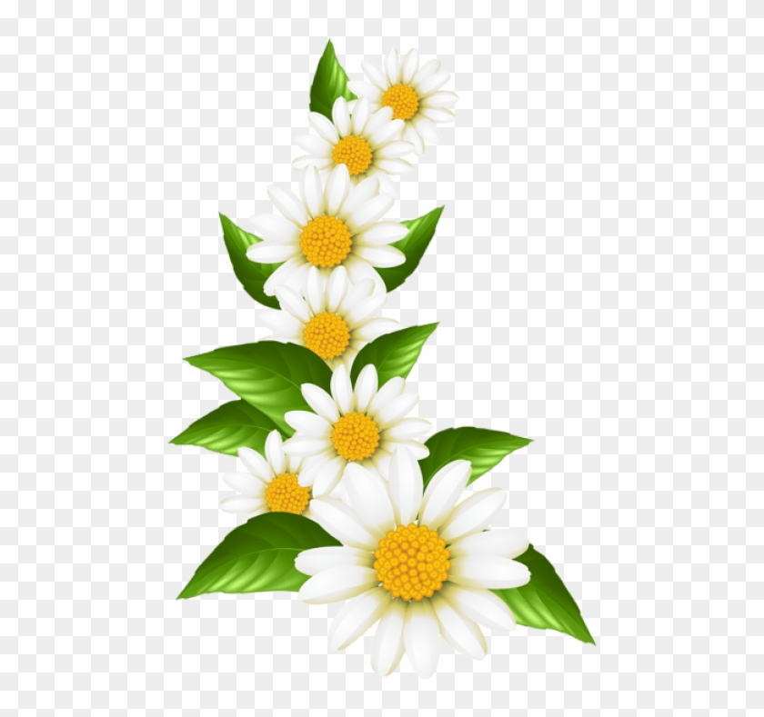 Daisies clipart graphic, Daisies graphic Transparent FREE.