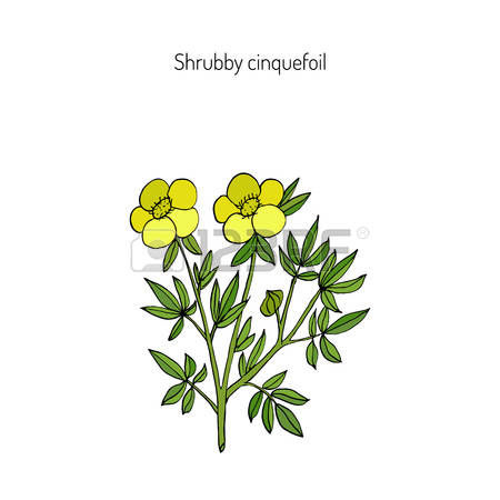 Potentilla Fruticosa Stock Photos Images. Royalty Free Potentilla.