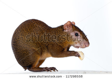 Dasyprocta Punctata Stock Photos, Royalty.