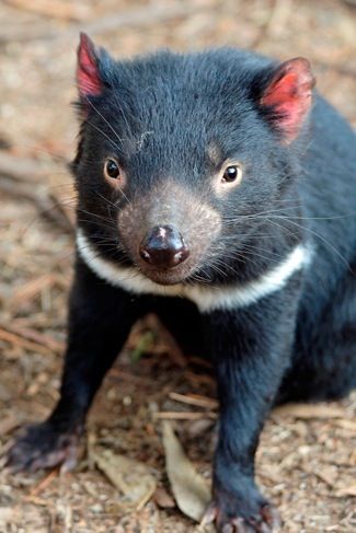 1000+ ideas about Tasmanian Devil on Pinterest.