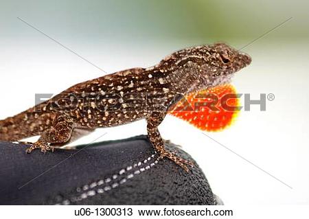 Stock Photo of A male anole lizard displaying his red dewlap to.