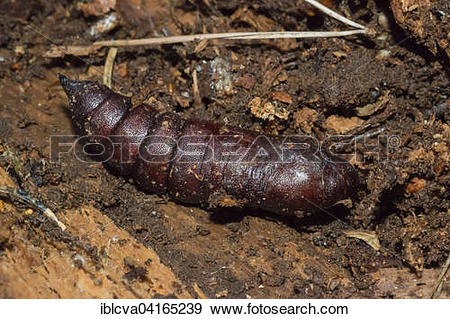 Stock Photograph of Privet Hawk Moth (Sphinx lingustri) chrysalis.