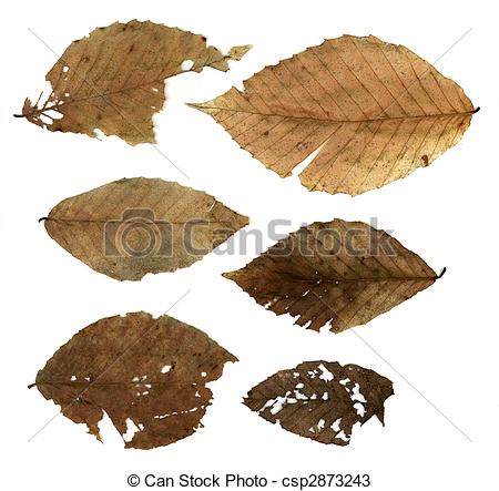 Stock Photos of Decomposing Leaves.