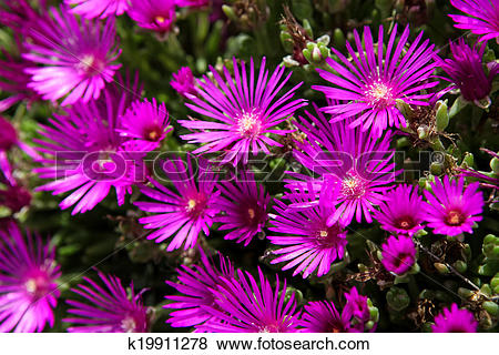 Pictures of Hardy ice plant (Delosperma cooperi) k19911278.