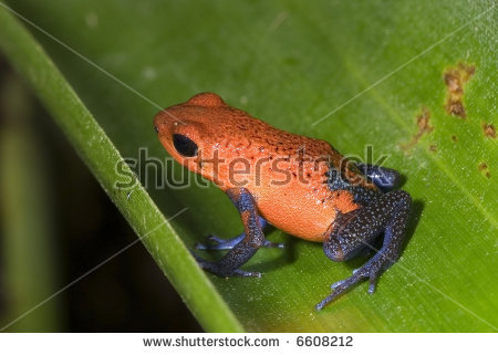 Dendrobates Pumilio Stock Photos, Royalty.