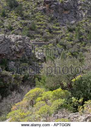 Tree Spurge Stock Photos & Tree Spurge Stock Images.