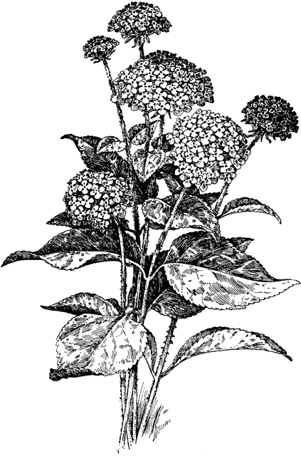 Lantana Camara.