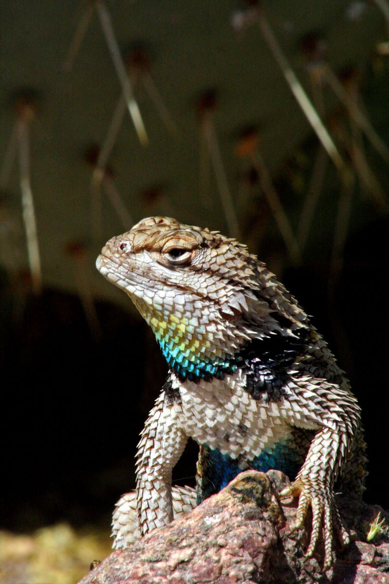 1000+ images about Lizard on Pinterest.