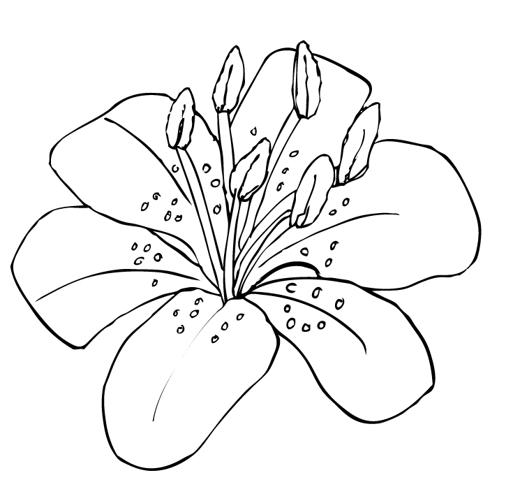 Orange Tiger Lilies Clip Art.