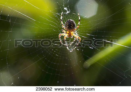 Stock Photo of Orb.