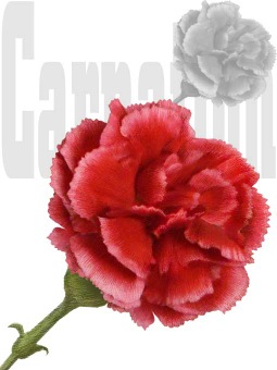 Carnation, Dianthus Caryophyllus clipart / Free clip art.