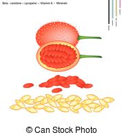 Dicotyledon Clipart and Stock Illustrations. 15 Dicotyledon vector.