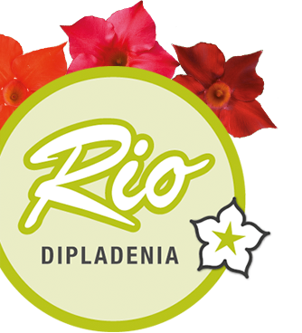 Rio Dipladenia.