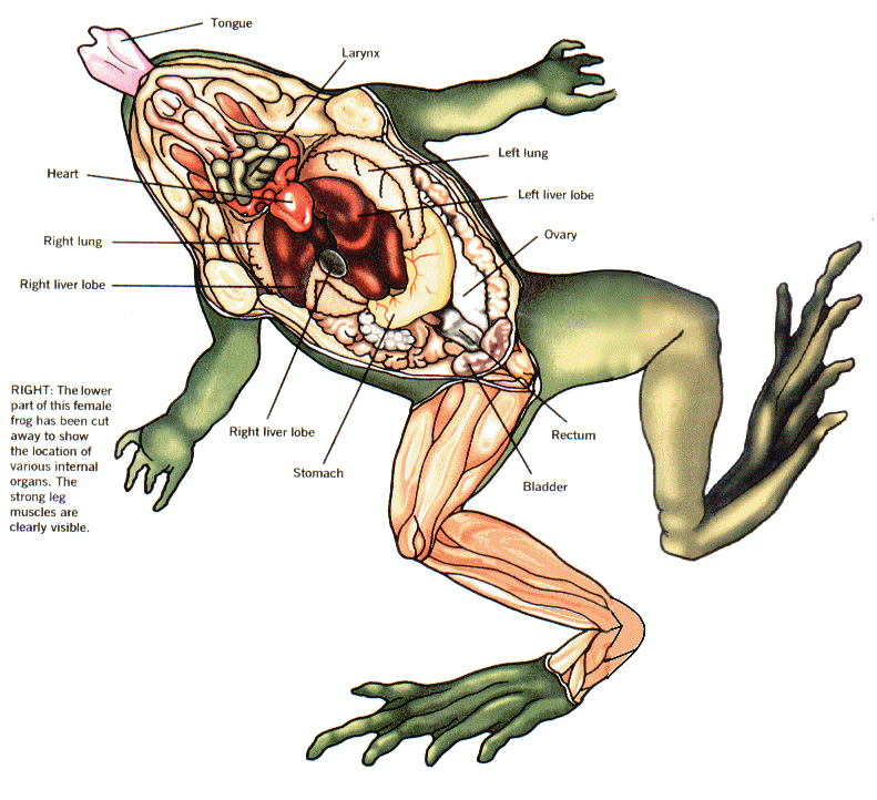 Frog Dissection.