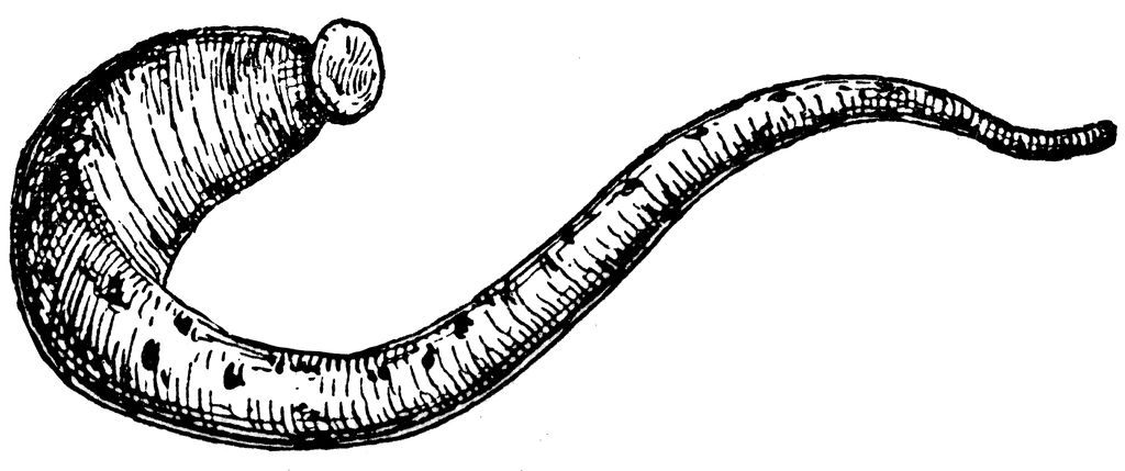 Medicinal Leech.