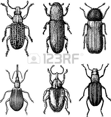 2,587 Entomology Stock Vector Illustration And Royalty Free.