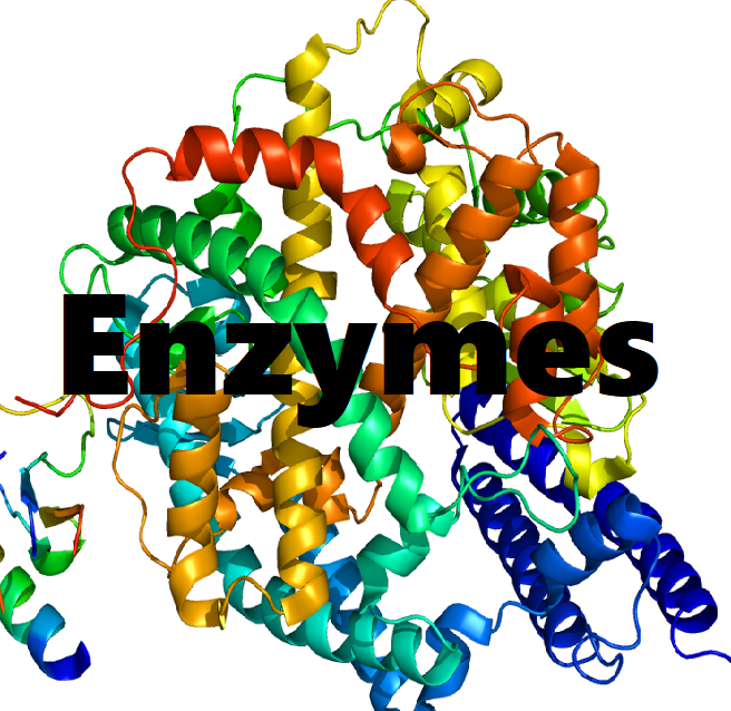 Enzymes.