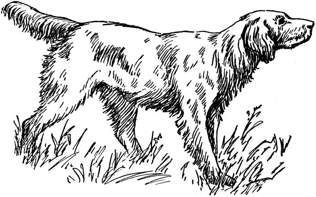 English setter clipart.