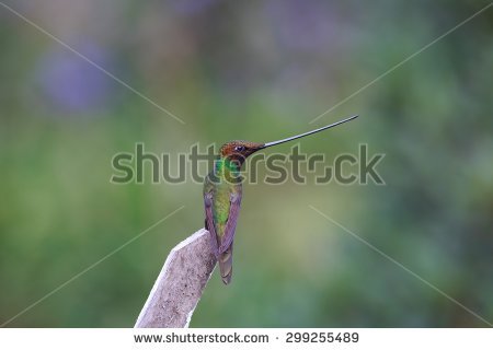 Ensifera Stock Photos, Royalty.