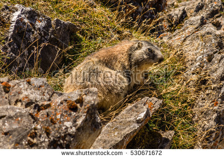 Cartera de cdbr225 en Shutterstock..