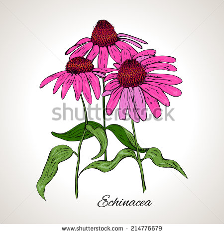 Echinacea Clipart.