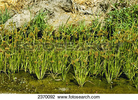 Stock Photo of Agriculture.