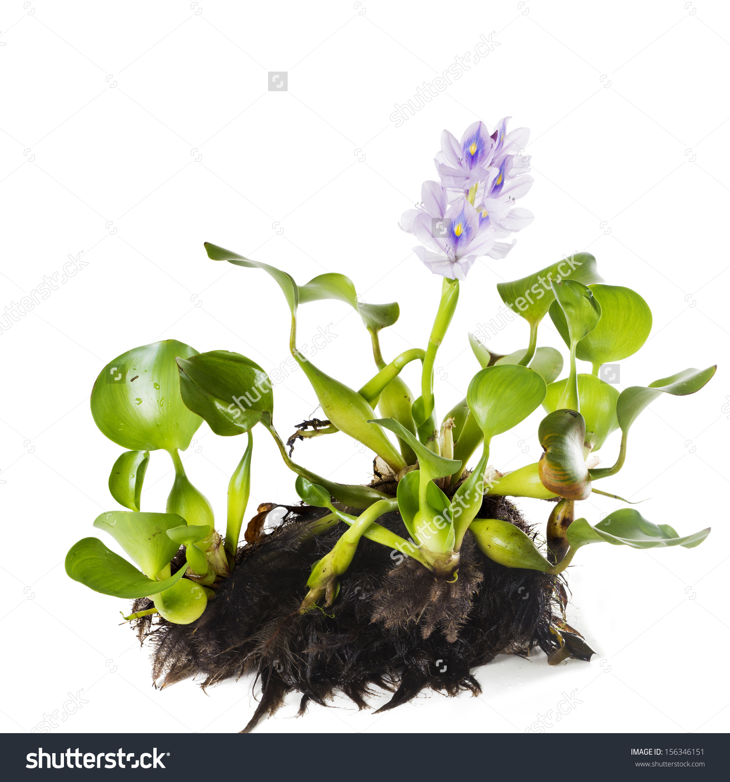 Common Water Hyacinth Eichhornia Crassipes Plant Stock Photo.