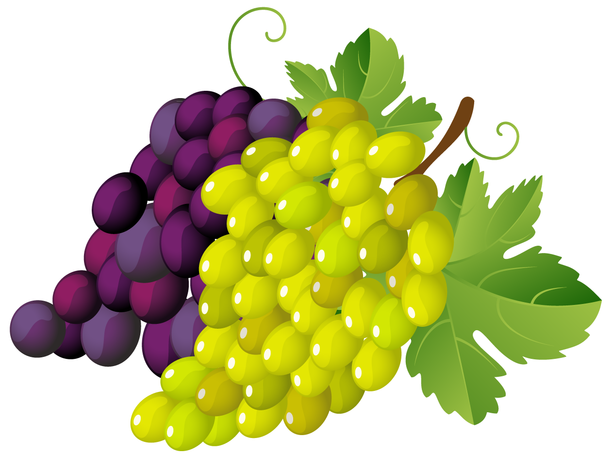 Grapes Clipart.