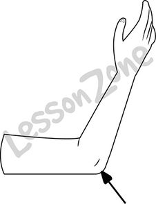 Elbow Clipart.