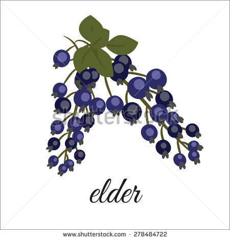 Elderberries Stock Vectors, Images & Vector Art.