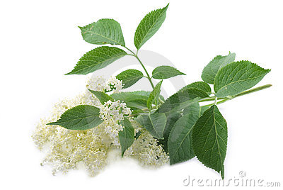 Elder Flower Royalty Free Stock Images.