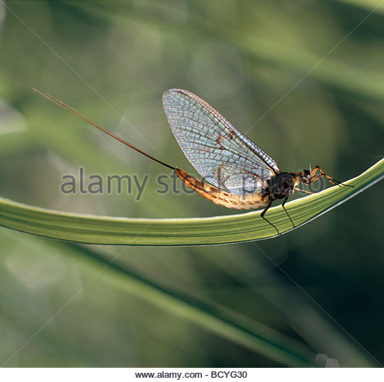 Mayfly Flying Stock Photos & Mayfly Flying Stock Images.