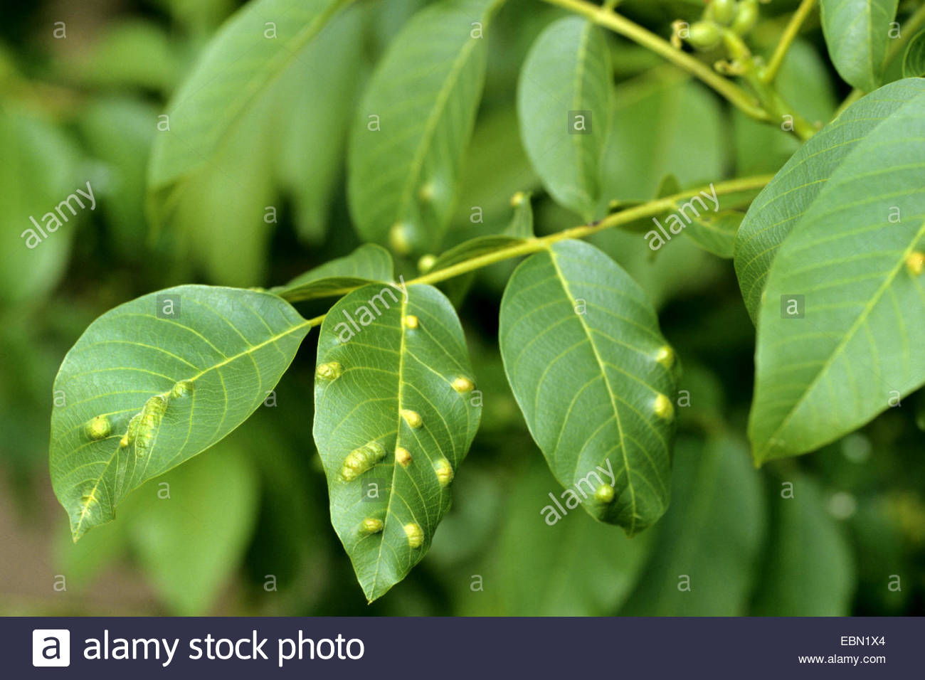 Eriophyes Stock Photos & Eriophyes Stock Images.