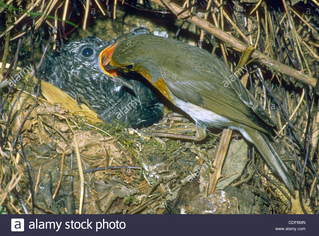 Common Cuckoo (cuculus Canorus) Chick, In Nest Of Eurasian Reed.